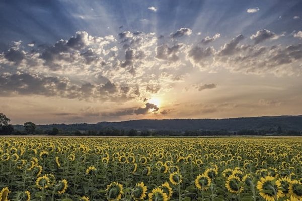 Comment choisir le meilleur moment pour visiter les champs de tournesols en Toscane, Italie ?
